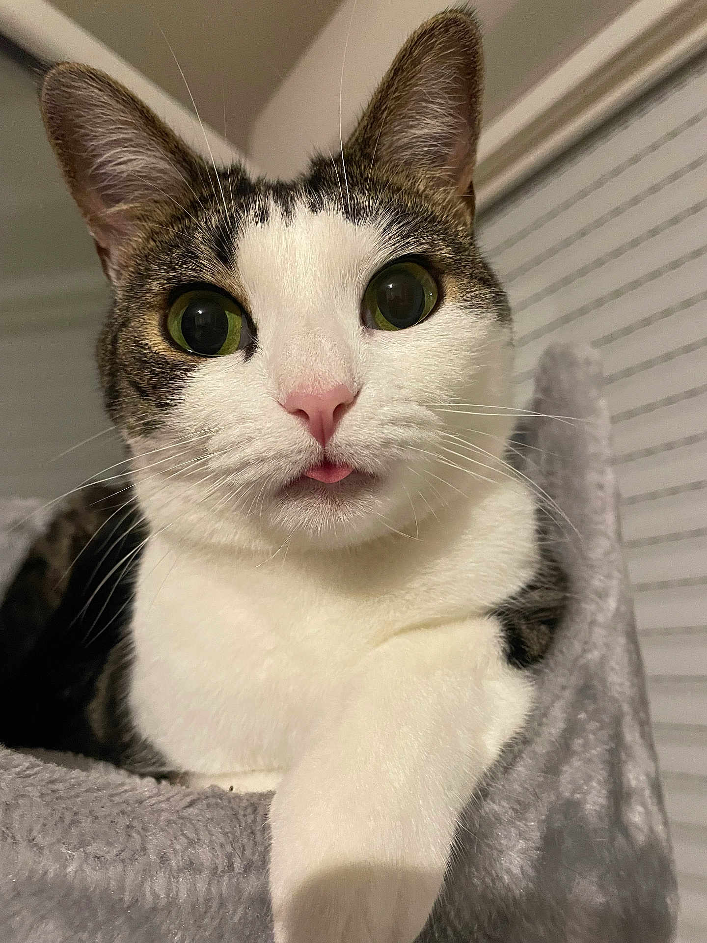 Abby participe au concours pour gagner de l'argent avec cette photo : cat, close_up, indoor, pet, animal, feline, whiskers, tongue_out, curious, soft_texture, blanket, white_fur, tabby, green_eyes, cute, relaxed, cozy, portrait, paw, ears