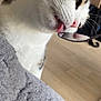 cat, close_up, licking, spoon, tabby, white_fur, pink_nose, green_eye, whiskers, tongue, indoor, floor, blurred_background, texture, gray, pet, animal, curious, feline, domestic_cat