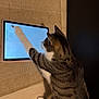 cat, tabby, tablet, paw, digital_screen, rug, wooden_floor, indoor, pet, curious, striped, feline, playing, technology, animal, home, floor, device, interaction, closeup