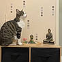 Abby a rejoint le concours — aidez-le/la à gagner de superbes lots ! cat, tabby, indoor, furniture, wooden_shelf, buddha_statue, decor, wall_art, geometric_pattern, plant, tray, curious, sitting, pet, domestic_animal, household, storage_bin, toilet_paper, calm, meditative