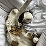 cat, feline, pet, sleeping, stretching, white_blanket, fur, paw, cozy, relaxed, indoor, cute, tabby, whiskers, animal, mammal, soft, resting, adorable, comfort
