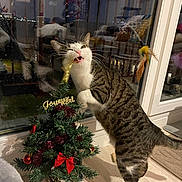 Abby a rejoint le concours — aidez-le/la à gagner de superbes lots ! cat, tabby_cat, christmas_tree, christmas_decorations, indoor, window, reflection, feather_toy, floor, holiday, festive, playful, pet, bite, red_bow, ornament, small_tree, furniture, home, decoration