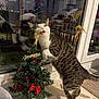 cat, tabby_cat, christmas_tree, christmas_decorations, indoor, window, reflection, feather_toy, floor, holiday, festive, playful, pet, bite, red_bow, ornament, small_tree, furniture, home, decoration