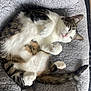 cat, pet, tabby, white_fur, striped, sleepy, relaxed, indoor, plush_bed, cozy, feline, whiskers, paws, tail, cute, animal, fur, resting, soft, comfortable