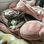 Abby participe au concours pour gagner de l'argent avec cette photo : cat, blanket, pink, cozy, sleepy, feline, window, soft, pet, indoor, resting, fur, cute, domestic_animal, warm, relaxed, animal, mammal, comfort, snuggled