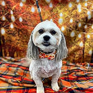 Scout Dutch Melton joined the competition — help win amazing prizes! dog, small_dog, bow_tie, plaid_blanket, autumn, fall_colors, string_lights, background, pet_portrait, cute, fluffy, white_fur, gray_fur, indoor, decor, cozy, animal, sitting, collar, festive