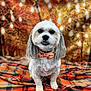 dog, small_dog, bow_tie, plaid_blanket, autumn, fall_colors, string_lights, background, pet_portrait, cute, fluffy, white_fur, gray_fur, indoor, decor, cozy, animal, sitting, collar, festive
