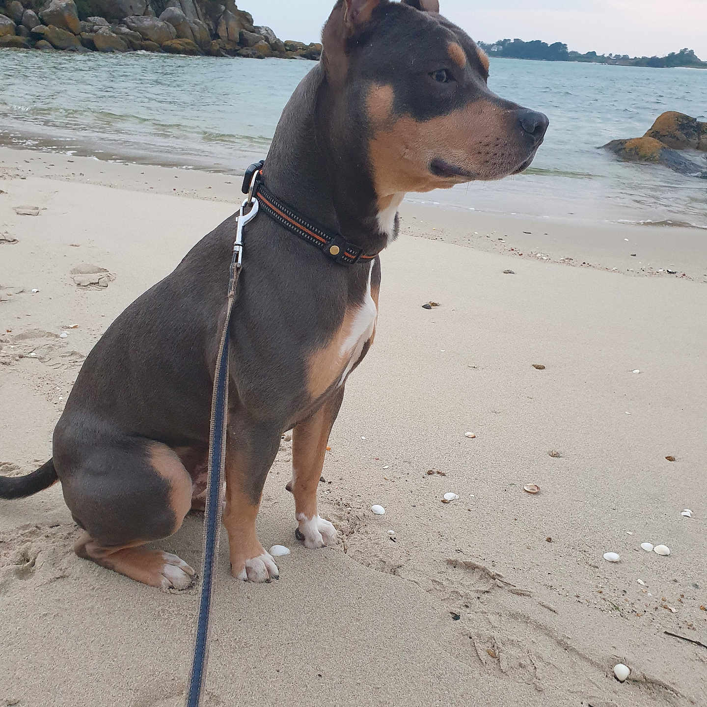 Pumba participe au concours pour gagner de l'argent avec cette photo : animal, beach, calm, cloudy_sky, collar, dog, leash, nature, outdoor, paw_prints, pet, quiet, rocks, sand, scenery, sea, shoreline, side_view, sitting, water