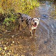 Bao a rejoint le concours — aidez-le/la à gagner de superbes lots ! dog, canine, speckled_coat, standing, creek, stream, water, outdoors, nature, sunlight, rocks, pebbles, grass, shoreline, leash, collar, wet, smiling, tongue_out, animal_portrait