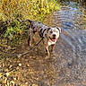 dog, canine, speckled_coat, standing, creek, stream, water, outdoors, nature, sunlight, rocks, pebbles, grass, shoreline, leash, collar, wet, smiling, tongue_out, animal_portrait