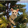 Artemis joined the competition — help win amazing prizes! cat, white_cat, heterochromia, christmas_tree, pine_cone, christmas_lights, holiday, indoor, pet, animal, curious, greenery, branches, festive, decorations, closeup, cute, feline, tree, nature