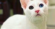 Artemis is registered to the contest to win money with this photo: cat, white_cat, heterochromia, blue_eye, green_eye, pet, animal, feline, closeup, portrait, whiskers, pink_nose, ears, indoor, curious, looking_up, soft_background, cute, domestic_cat, fur