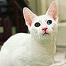 cat, white_cat, heterochromia, blue_eye, green_eye, pet, animal, feline, closeup, portrait, whiskers, pink_nose, ears, indoor, curious, looking_up, soft_background, cute, domestic_cat, fur