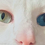 Artemis joined the competition — help win amazing prizes! cat, close_up, face, heterochromia, eyes, white_fur, pet, animal, nose, whiskers, feline, portrait, cute, macro, soft_light, unique_eyes, green_eye, blue_eye, domestic_cat, pink_nose