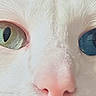cat, close_up, face, heterochromia, eyes, white_fur, pet, animal, nose, whiskers, feline, portrait, cute, macro, soft_light, unique_eyes, green_eye, blue_eye, domestic_cat, pink_nose