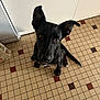 animal, black_dog, brown_eyes, canine, companion, curious, cute, dog, domestic_animal, ears, floor, friendly, indoor, kitchen, looking_up, pet, sitting, tail, tile_floor, young_dog