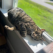 Duke is registered to the contest to win money with this photo: cat, tabby, windowsill, sunlight, shadow, indoor, pet, relaxing, fur, whiskers, animal, greenery, window, daylight, resting, cute, domestic, mammal, nature, calm