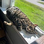 cat, tabby, windowsill, sunlight, shadow, indoor, pet, relaxing, fur, whiskers, animal, greenery, window, daylight, resting, cute, domestic, mammal, nature, calm