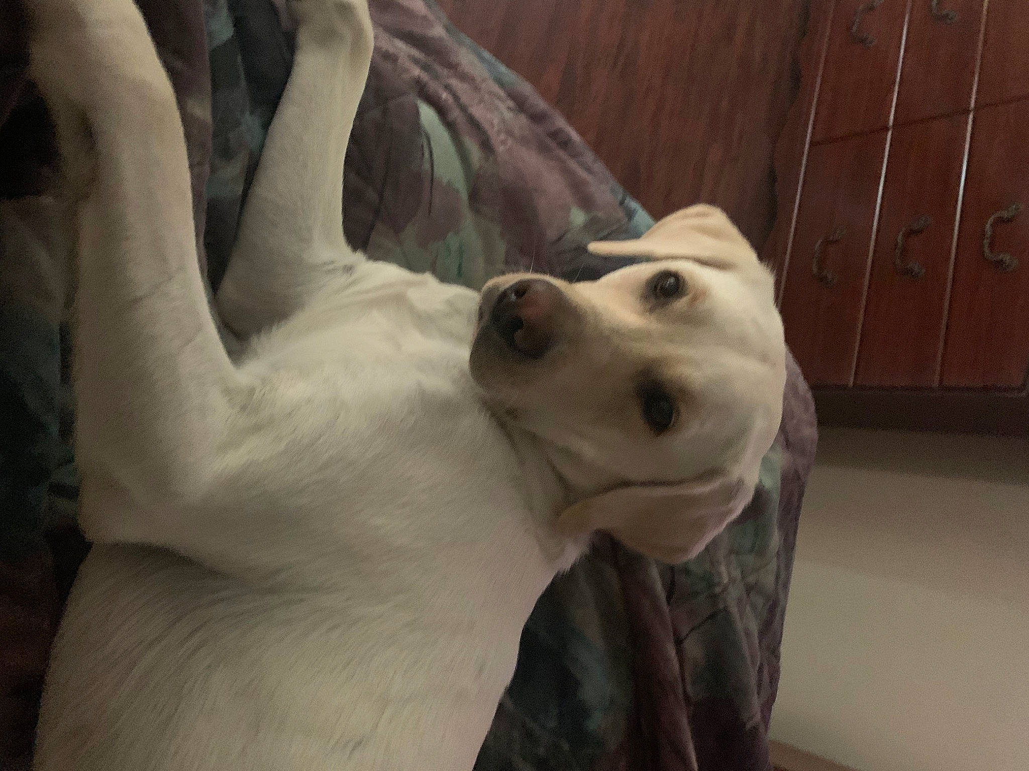 Maverick is registered to the contest to win money with this photo: canidae, carnivore, companion_dog, dog, dog_breed, dogo_argentino, dogo_guatemalteco, fawn, guard_dog, labrador_retriever, mammal, non_sporting_group, retriever, snout, sporting_group, vertebrate