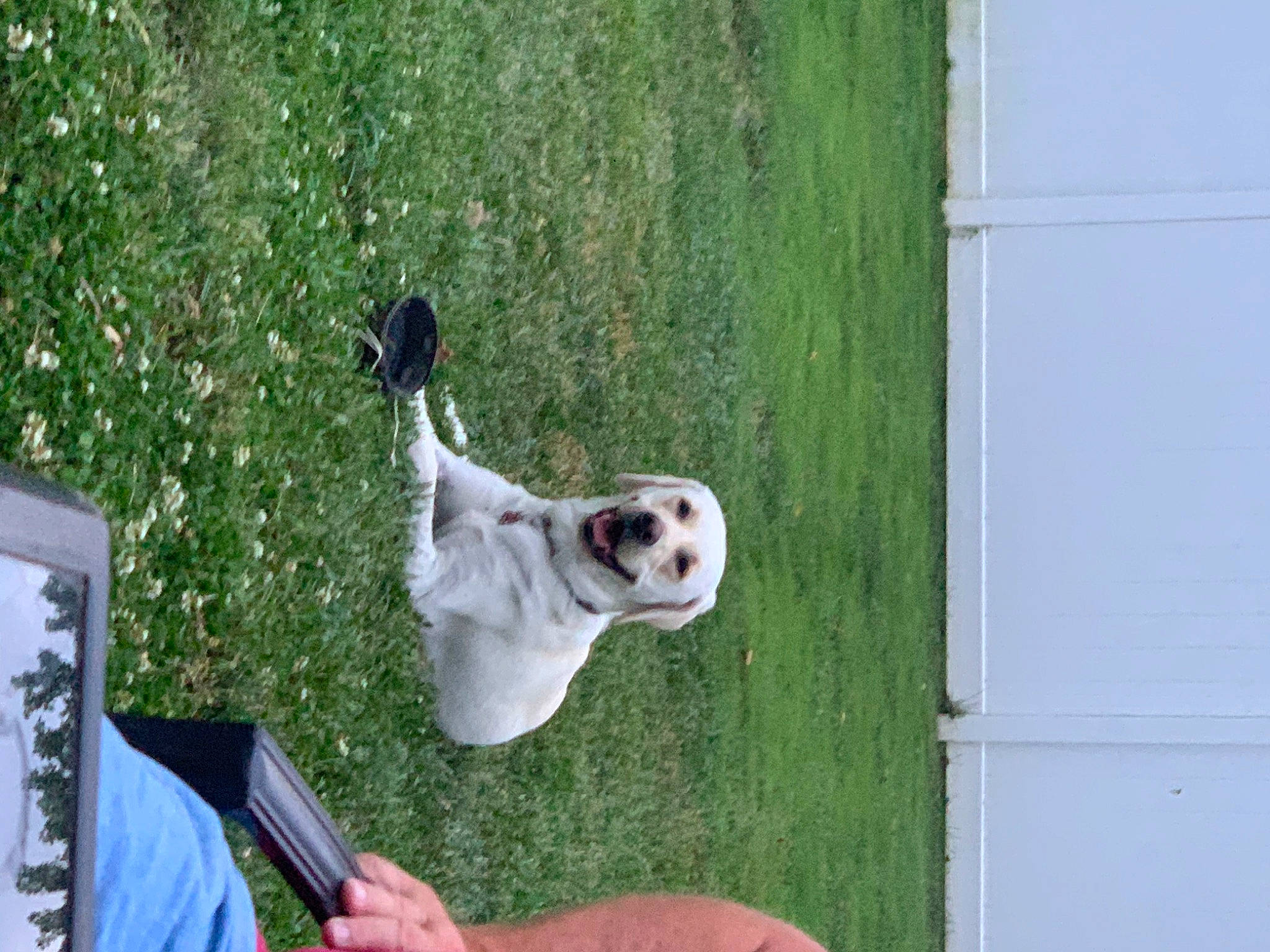 Maverick joined the competition — help win amazing prizes! canidae, carnivore, companion_dog, dog, dog_breed, grass, non_sporting_group, pointer, sporting_group