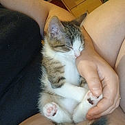 Youri a rejoint le concours — aidez-le/la à gagner de superbes lots ! kitten, cat, sleeping, cute, pet, indoor, person, hand, fur, paw, relaxation, closeup, comfort, domestic, animal, resting, young, cozy, cuddle, nap