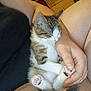 kitten, cat, sleeping, cute, pet, indoor, person, hand, fur, paw, relaxation, closeup, comfort, domestic, animal, resting, young, cozy, cuddle, nap