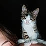 kitten, cat, person, shoulder, sleepy, pet, indoor, closeup, animal, feline, cute, whiskers, fur, face, human, companion, dark_background, soft_light, portrait, friendship