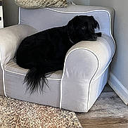 Trooper joined the competition — help win amazing prizes! dog, black_dog, armchair, pillow, indoor, furniture, carpet, wooden_floor, resting, pet, cozy, living_room, domestic_animal, canine, relaxed, home_interior, curled_up, animal, companion, quiet
