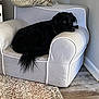 dog, black_dog, armchair, pillow, indoor, furniture, carpet, wooden_floor, resting, pet, cozy, living_room, domestic_animal, canine, relaxed, home_interior, curled_up, animal, companion, quiet