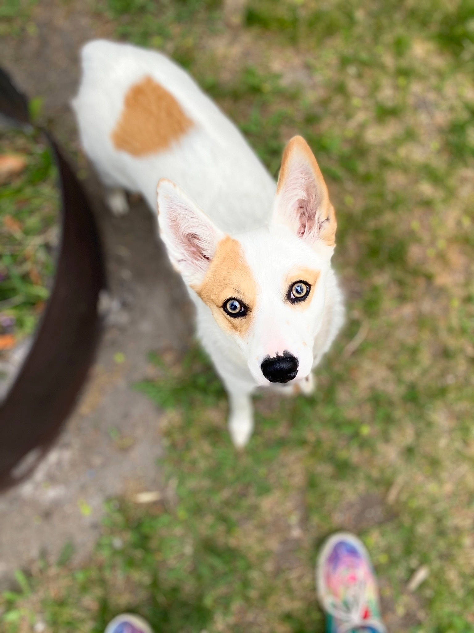 Roxie joined the competition — help win amazing prizes! ancient_dog_breeds, canidae, carnivore, companion_dog, dog, dog_breed, fawn, foot, grass, non_sporting_group, snout, sporting_group, tail, terrestrial_animal, wildlife, working_animal