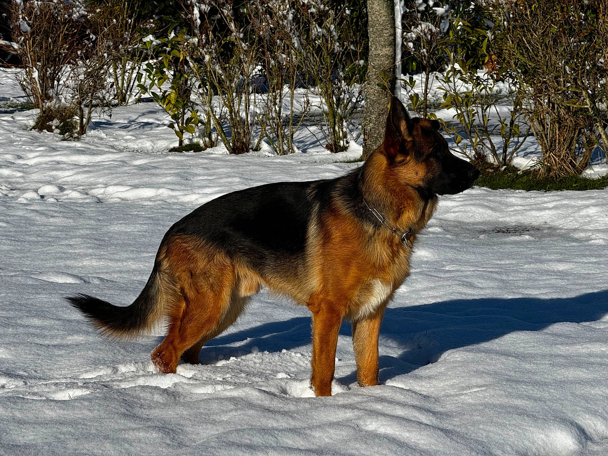 Urus participe au concours pour gagner de l'argent avec cette photo : belgian_shepherd_malinois, biting, canidae, canis, carnivore, dog, dog_breed, east_european_shepherd, german_shepherd_dog, herding_dog, king_shepherd, old_german_shepherd_dog, plant, snow, sporting_group, tail, terrestrial_animal, tree, winter, working_dog