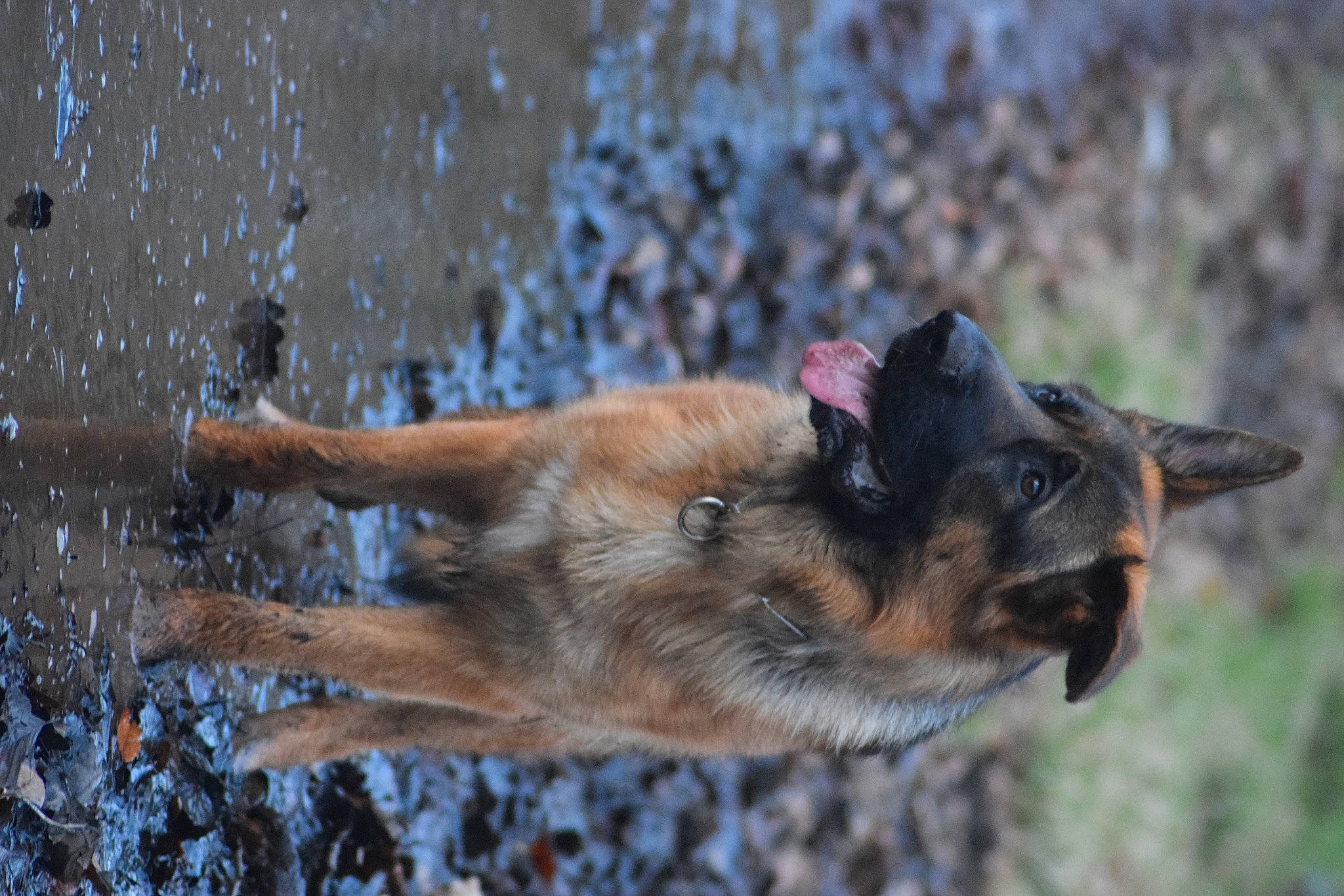 Urus participe au concours pour gagner de l'argent avec cette photo : canidae, canis, carnivore, dog, dog_breed, east_european_shepherd, fawn, felidae, german_shepherd_dog, king_shepherd, old_german_shepherd_dog, plant, snout, sporting_group, tail, terrestrial_animal, tree, water, whiskers, wildlife