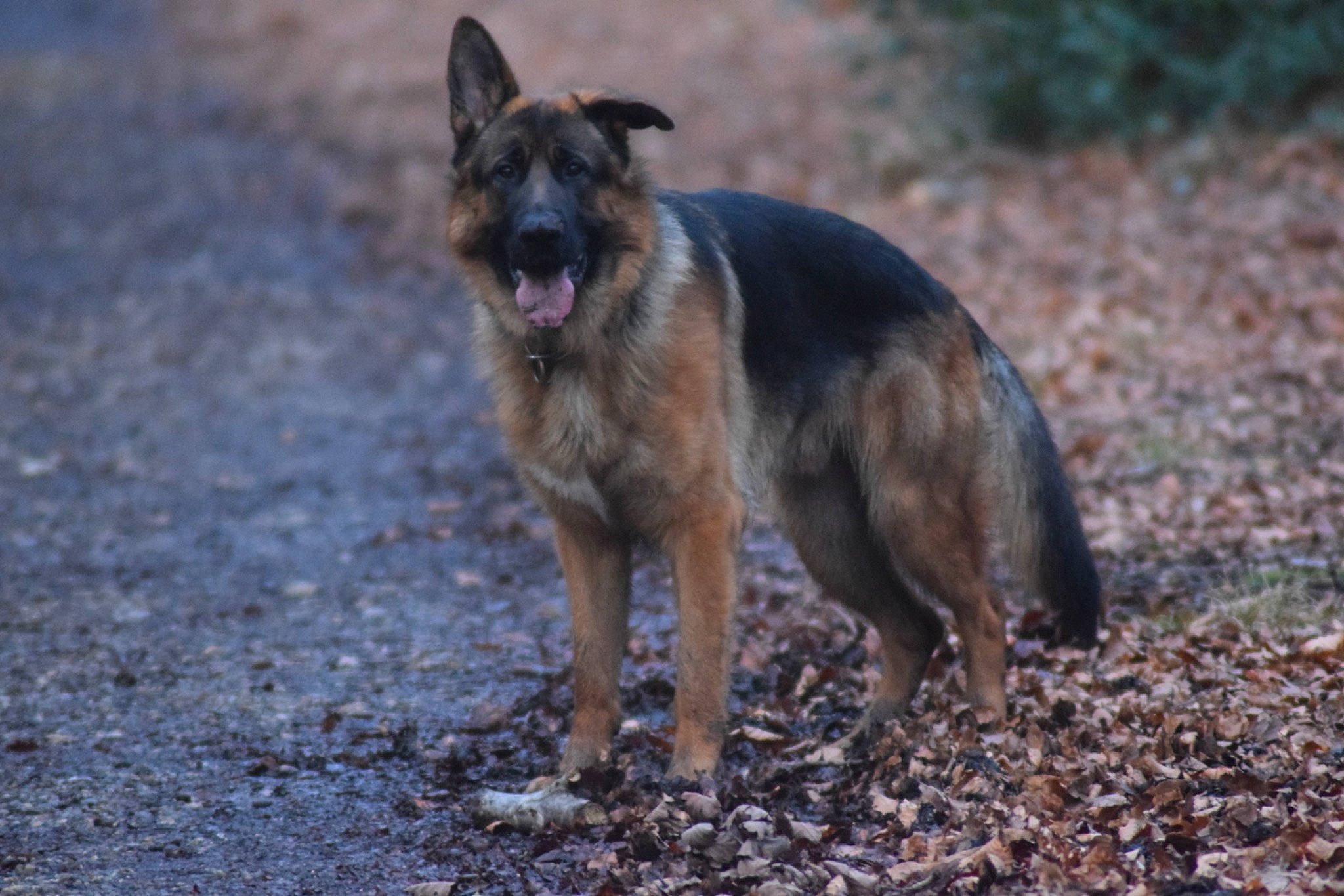 Urus participe au concours pour gagner de l'argent avec cette photo : belgian_shepherd_malinois, carnivore, dog, dog_breed, east_european_shepherd, german_shepherd_dog, guard_dog, herding_dog, king_shepherd, law_enforcement, lycaon_pictus, old_german_shepherd_dog, plant, snout, soil, street_dog, tail, terrestrial_animal, working_animal, working_dog
