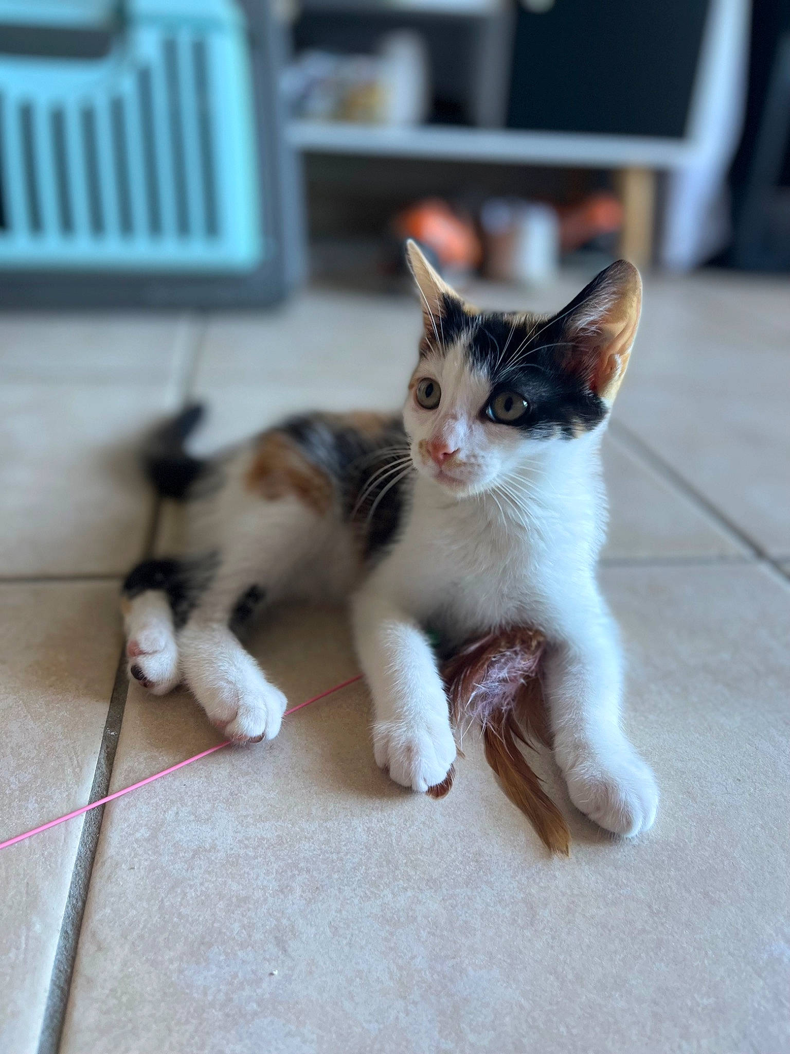 Tahiti a rejoint le concours — aidez-le/la à gagner de superbes lots ! carnivore, cat, claw, domestic_short_haired_cat, felidae, floor, flooring, foot, fur, hardwood, paw, small_to_medium_sized_cats, tail, vertebrate, whiskers, wood