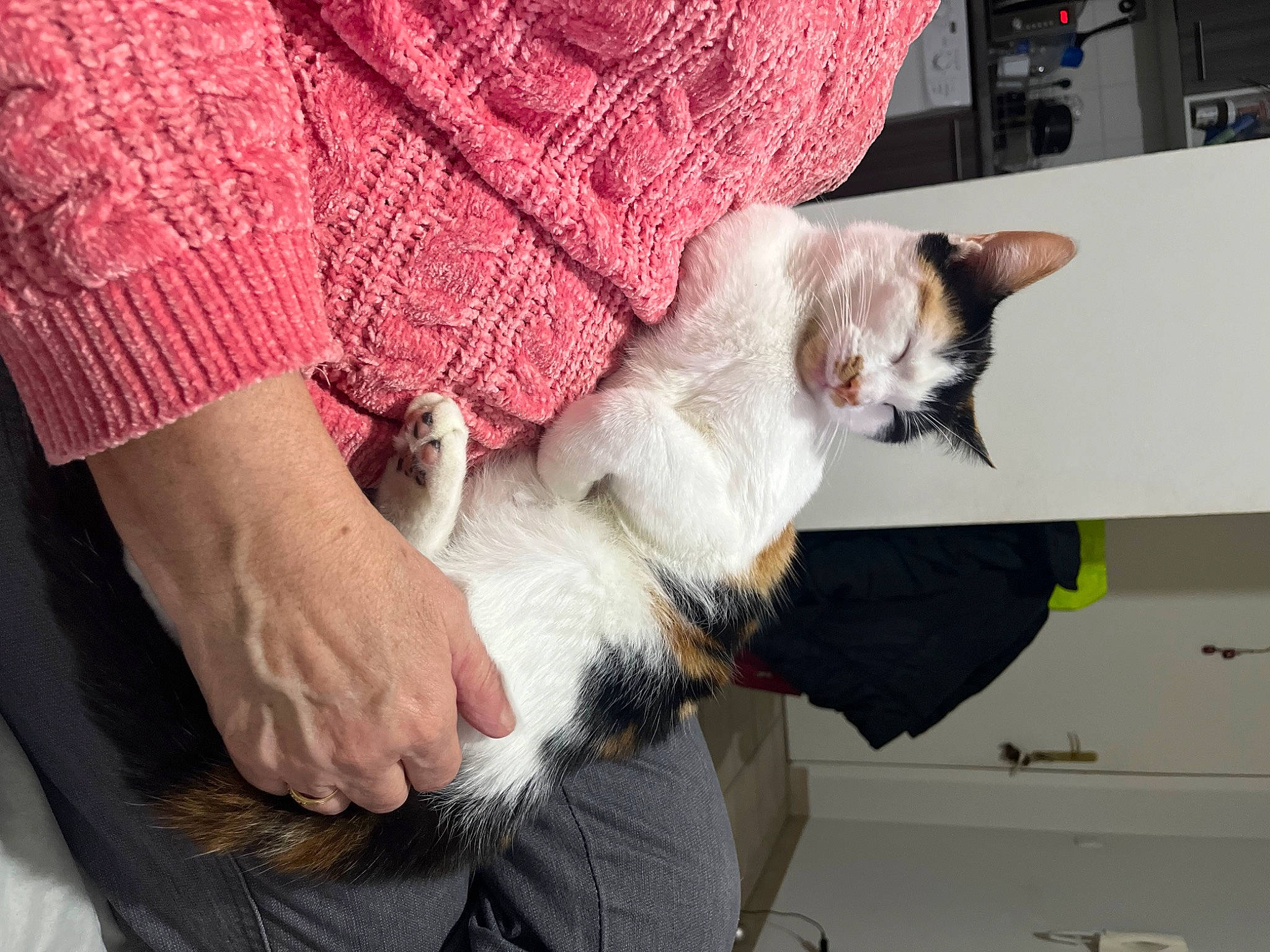 Tahiti participe au concours pour gagner de l'argent avec cette photo : carnivore, cat, claw, comfort, companion_dog, domestic_short_haired_cat, felidae, fur, gesture, human_leg, lap, nail, pattern, paw, small_to_medium_sized_cats, tail, whiskers, wool, woolen, wrist