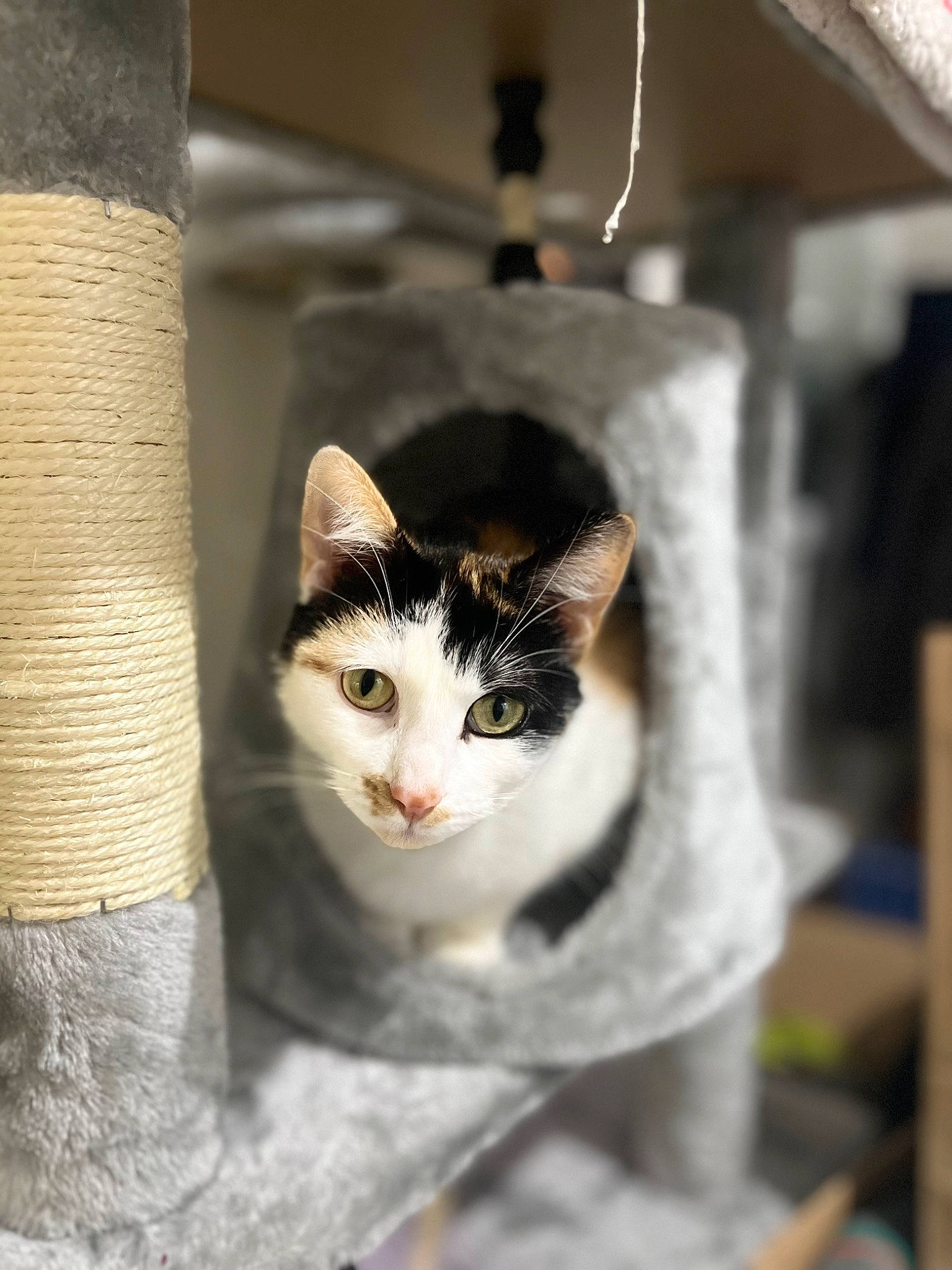 Tahiti participe au concours pour gagner de l'argent avec cette photo : carnivore, cat, domestic_short_haired_cat, door, felidae, fur, pet_supply, small_to_medium_sized_cats, snout, tail, tree, trunk, whiskers, window, wood