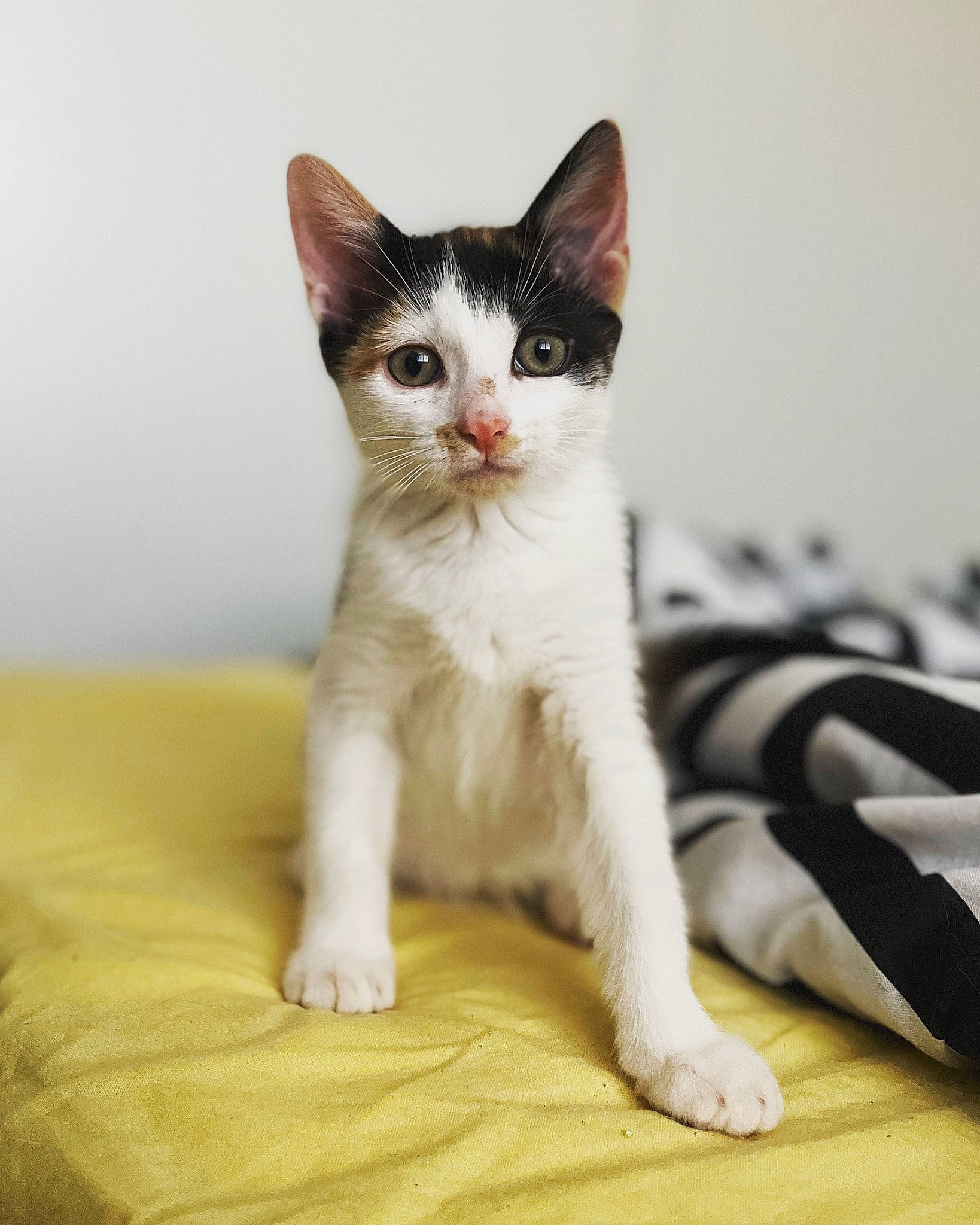 Tahiti participe au concours pour gagner de l'argent avec cette photo : carnivore, cat, comfort, domestic_short_haired_cat, felidae, fur, paw, sitting, small_to_medium_sized_cats, snout, tail, terrestrial_animal, whiskers