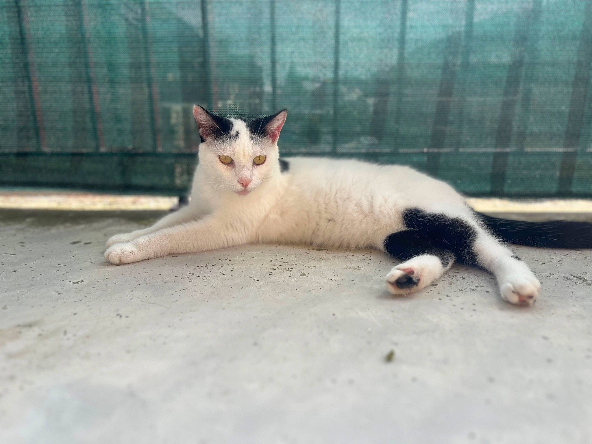 Briquette a rejoint le concours — aidez-le/la à gagner de superbes lots ! carnivore, cat, domestic_short_haired_cat, eye, felidae, fence, foot, fur, paw, road_surface, sitting, small_to_medium_sized_cats, snout, tail, terrestrial_animal, whiskers