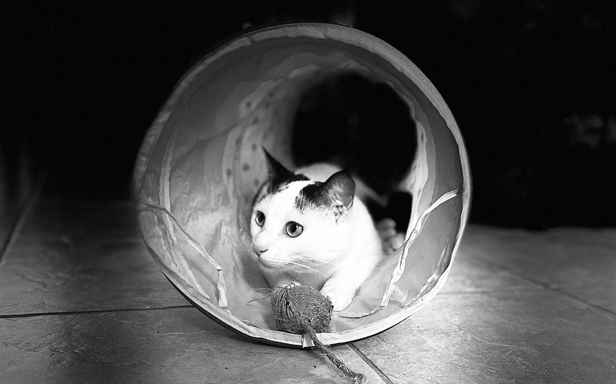 Briquette participe au concours pour gagner de l'argent avec cette photo : carnivore, chinchilla, circle, darkness, dishware, gerbil, hamster, iris, monochrome_photography, mouse, muridae, muroidea, pest, photography, rat, rodent, serveware, snout, still_life_photography, whiskers