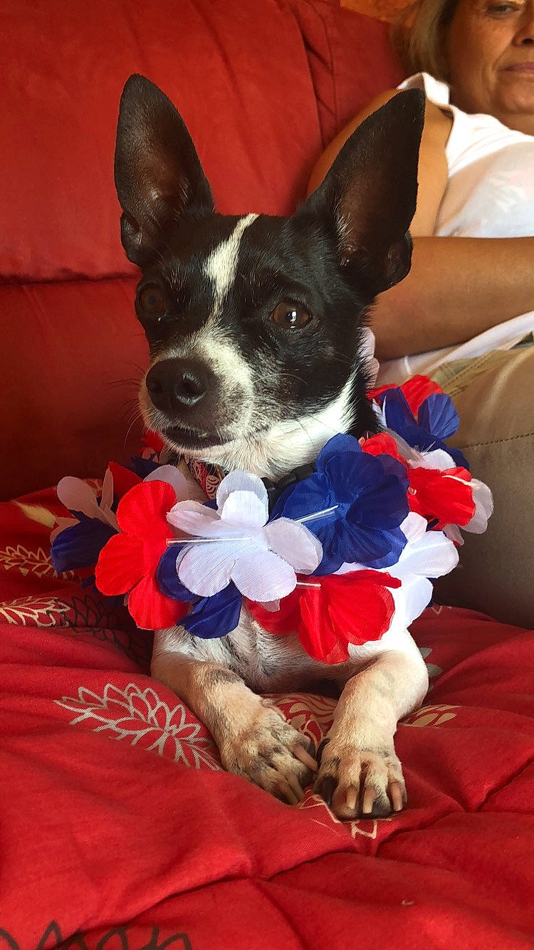 Haribo a rejoint le concours — aidez-le/la à gagner de superbes lots ! boston_terrier, canidae, carnivore, companion_dog, dog, dog_breed, dog_clothes, feist, mammal, mcnab, miniature_fox_terrier, puppy, rat_terrier, snout, teddy_roosevelt_terrier, tenterfield_terrier, toy_fox_terrier, vertebrate