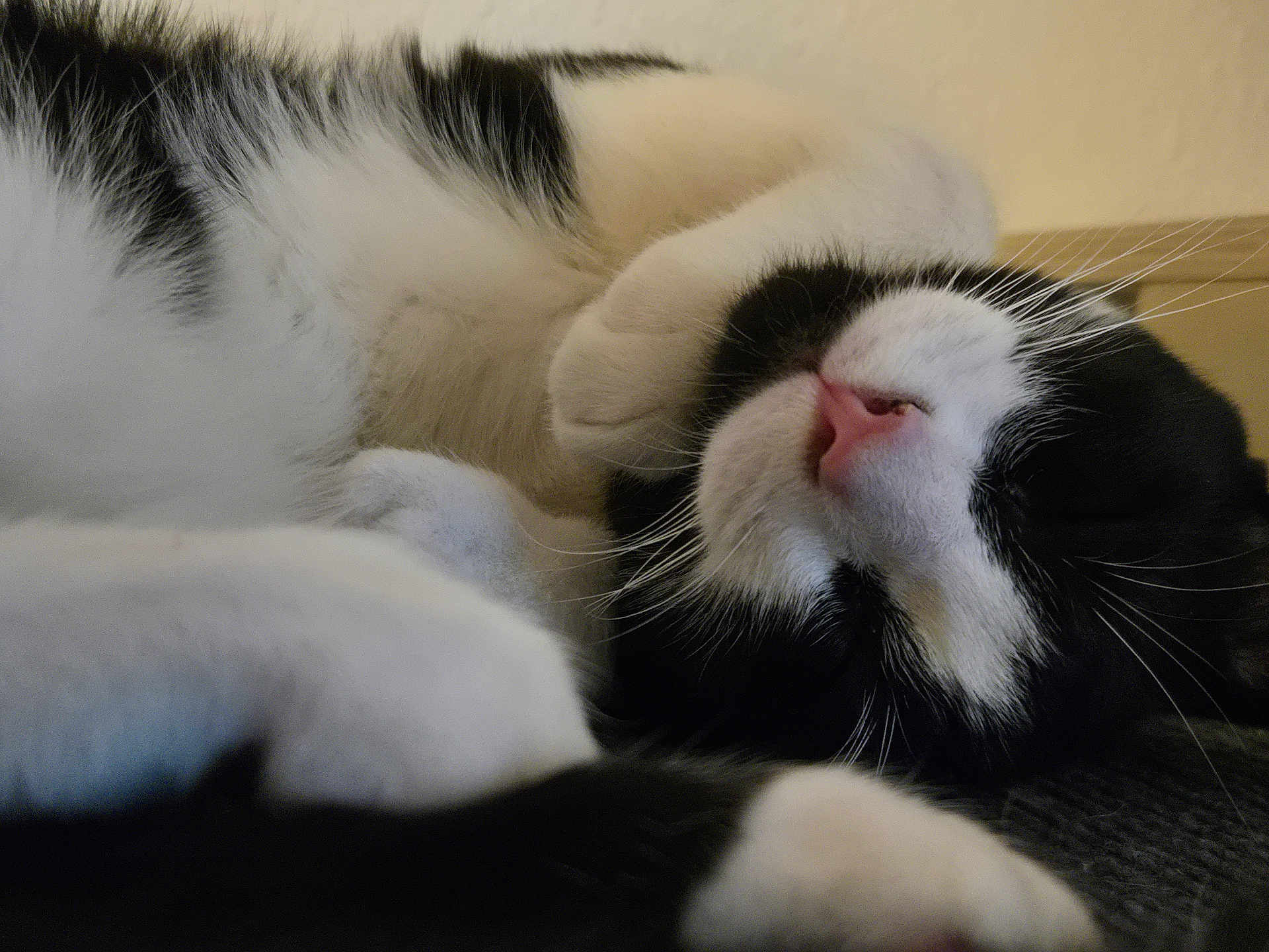 Biggie is registered to the contest to win money with this photo: cat, black_and_white, sleeping, close_up, fur, whiskers, pink_nose, pet, cozy, resting, animal, indoor, cute, relaxed, soft, paw, face, nap, feline, domestic_cat