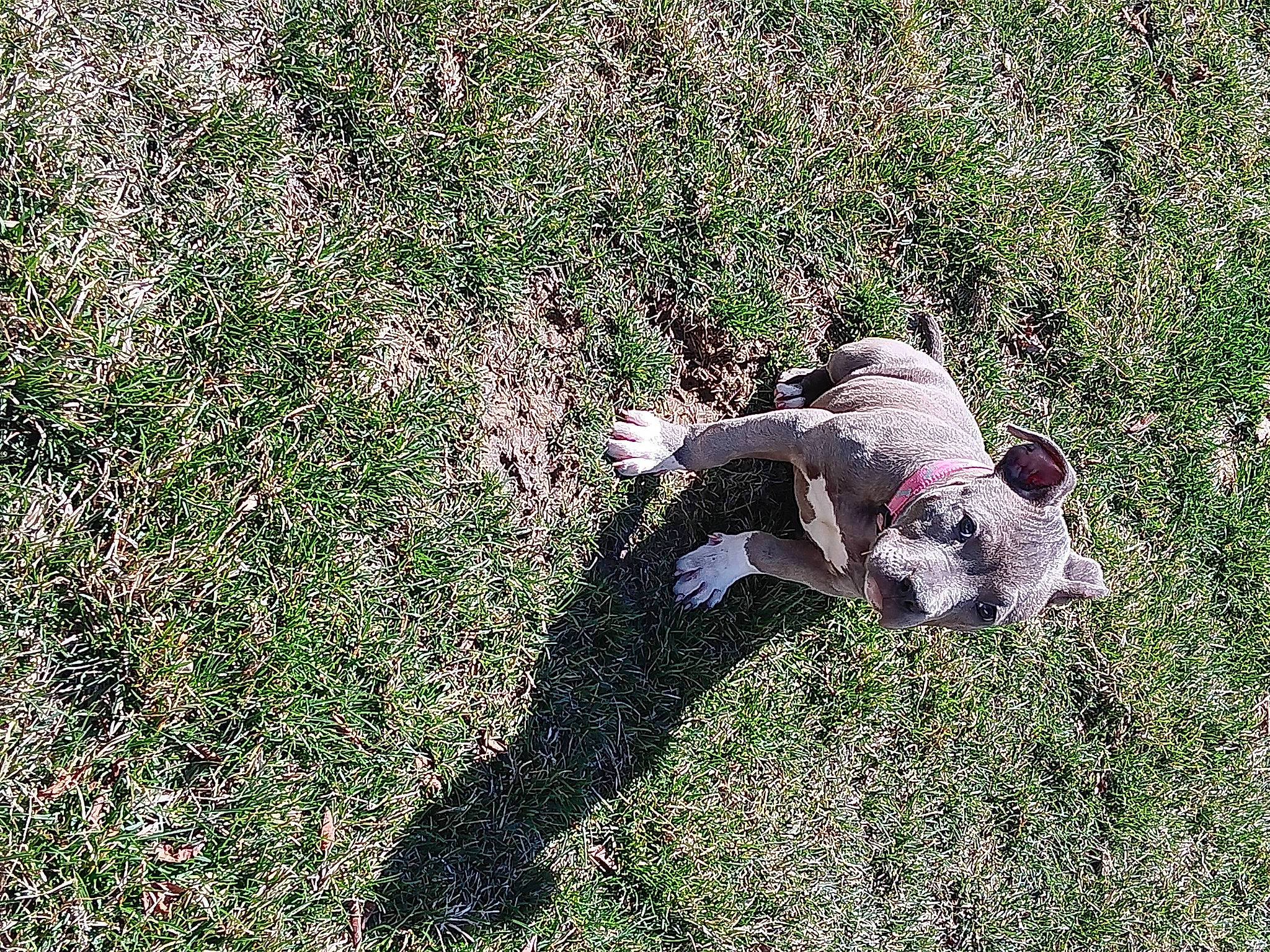 Nyla joined the competition — help win amazing prizes! canidae, carnivore, companion_dog, dog, dog_breed, field, grass, grassland, groundcover, herbaceous_plant, meadow, non_sporting_group, pasture, pattern, people_in_nature, plant, prairie, shrub, soil, tail