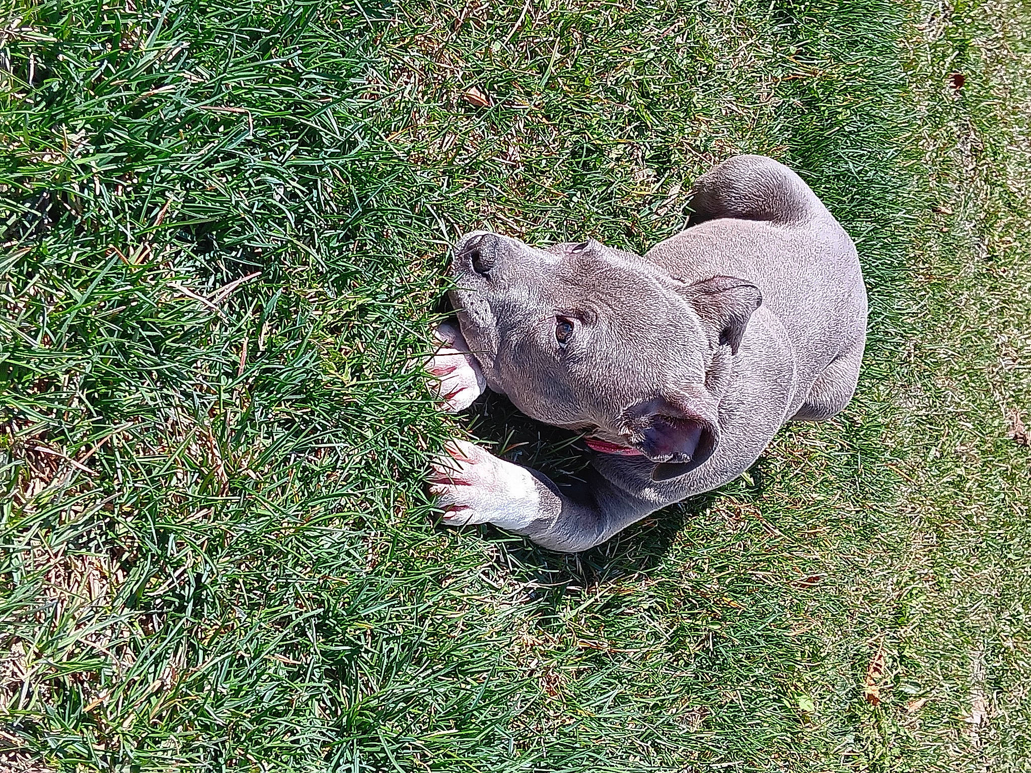 Nyla joined the competition — help win amazing prizes! canidae, companion_dog, dog_breed, fawn, foot, grass, groundcover, non_sporting_group, paw, people_in_nature, plant, snout, sporting_group, tail, terrestrial_animal, wildlife