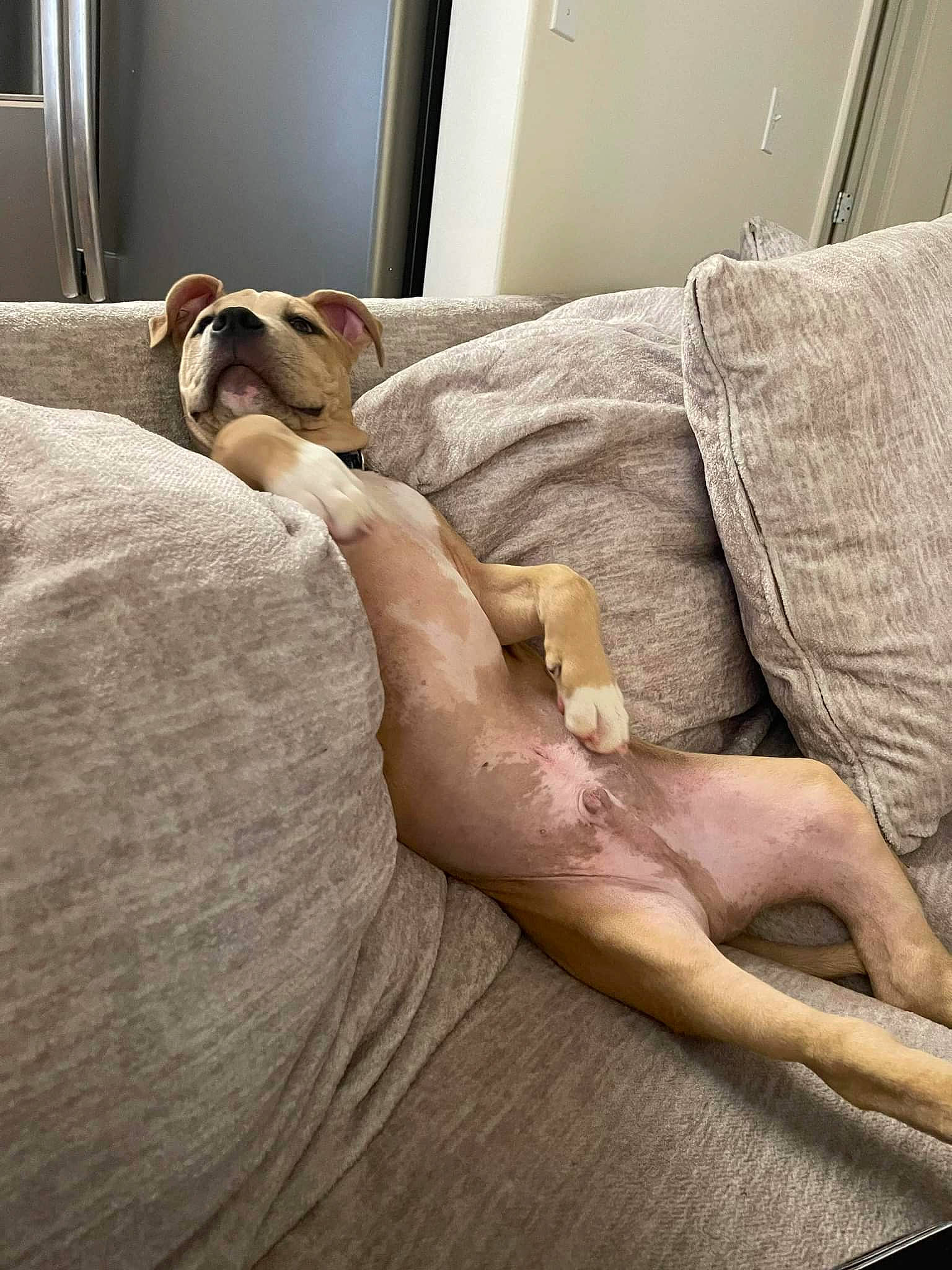 Gates is registered to the contest to win money with this photo: barefoot, carnivore, comfort, companion_dog, dog, dog_breed, elbow, fawn, flooring, foot, gesture, hardwood, human_leg, knee, linens, sporting_group, thigh, wood, working_animal, wrist