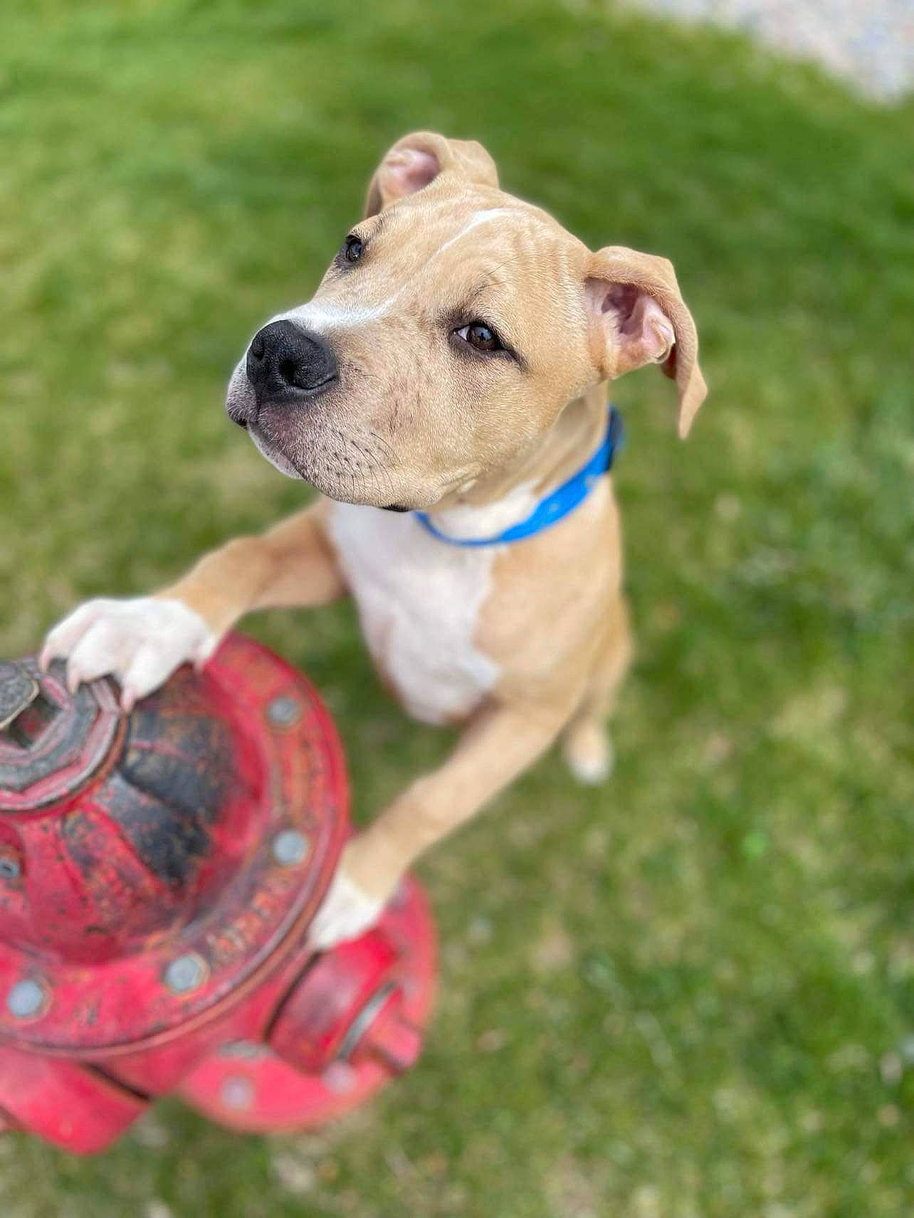 Gates joined the competition — help win amazing prizes! canidae, carnivore, collar, companion_dog, dog, dog_breed, dog_clothes, dog_collar, dog_supply, fawn, grass, lawn, non_sporting_group, pet_supply, pit_bull, snout, toy, working_animal, working_dog, wrinkle