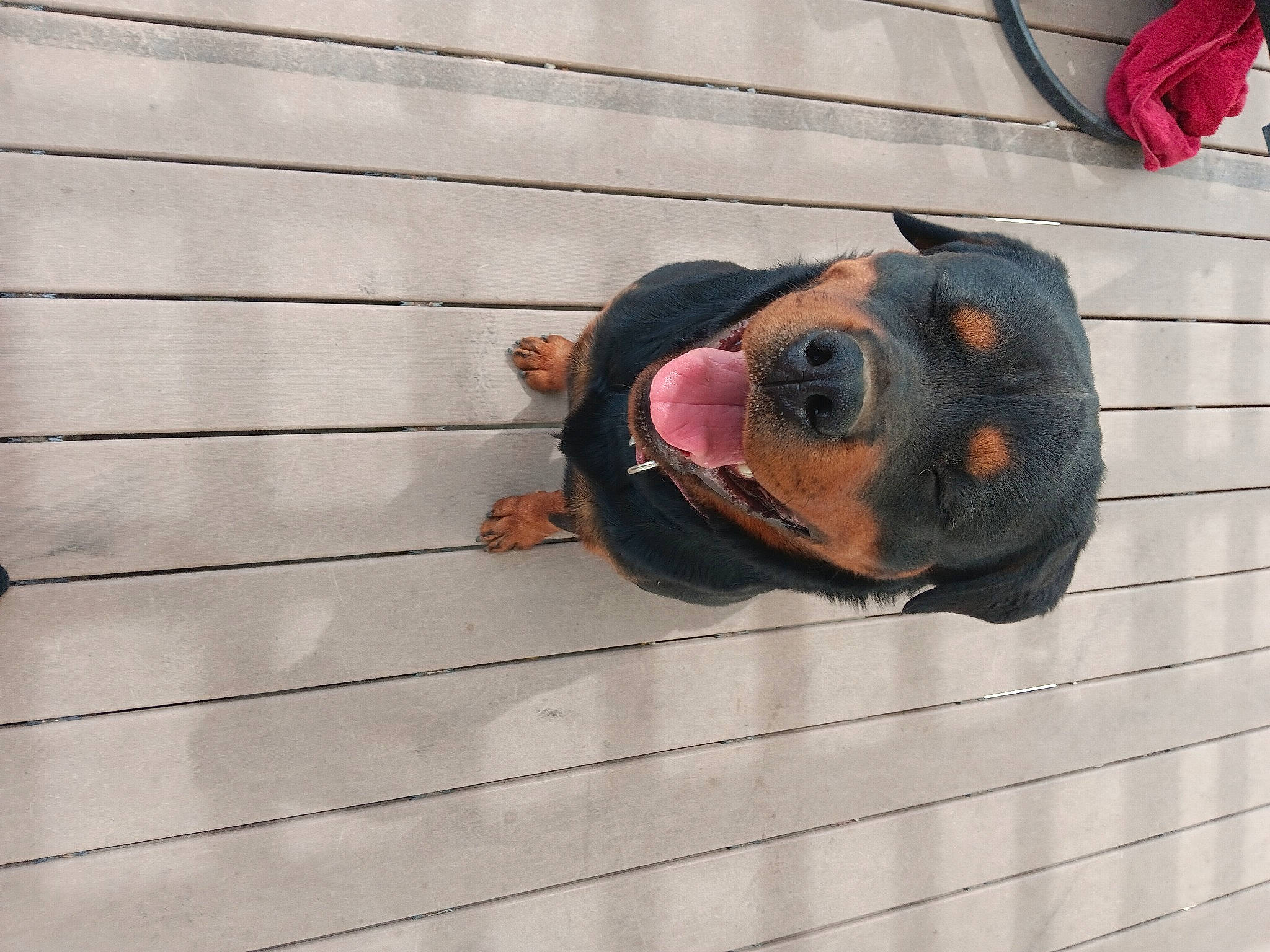 Loyalty joined the competition — help win amazing prizes! canidae, carnivore, dog, dog_breed, dog_supply, eyewear, fawn, flag, fur, guard_dog, hardwood, metal, pattern, snout, sporting_group, sunglasses, wood, working_animal