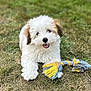 puppy, dog, grass, toy, rope_toy, outdoor, happy, playful, cute, fluffy, pet, animal, young_dog, smiling, tongue_out, nature, summer, fur, mammal, companion