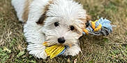 Apolo participe au concours pour gagner de l'argent avec cette photo : adorable, animal, chewing, close_up, cute, dog, fur, grass, lying_down, nature, outdoor, pet, playful, puppy, rope_toy, small_dog, tan, toy, white, young_dog