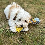 puppy, dog, grass, toy, rope_toy, playful, cute, pet, animal, outdoor, fur, white, tan, lying_down, chewing, close_up, nature, young_dog, adorable, small_dog