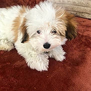Apolo a rejoint le concours — aidez-le/la à gagner de superbes lots ! puppy, dog, fluffy, white, tan, pet, animal, cute, lying_down, blanket, pillow, indoors, fur, young, small, companion, resting, cozy, soft, looking